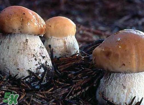 牛肝菌要泡发多久?牛肝菌怎么清洗 牛肝菌要泡发多久?牛肝菌怎么清洗