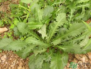 荠菜可以天天吃吗?荠菜一天吃多少最好? 荠菜可以天天吃吗?荠菜一天吃多少最好?