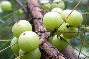 余甘子多少钱一斤?余甘果报价 余甘子多少钱一斤?余甘果报价