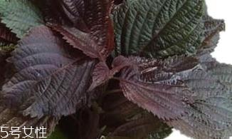 紫苏叶能生吃吗?紫苏叶可以生吃 紫苏叶能生吃吗?紫苏叶可以生吃