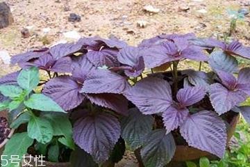 紫苏叶能生吃吗?紫苏叶可以生吃 紫苏叶能生吃吗?紫苏叶可以生吃