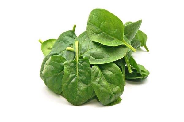 菠菜属于凉性的吗 菠菜是什么季节的 菠菜属于凉性的吗 菠菜是什么季节的