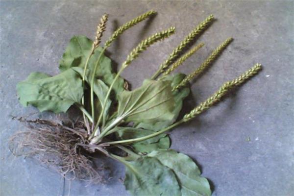 车前草能去湿气吗 车前草怎么喝去湿气 车前草能去湿气吗 车前草怎么喝去湿气