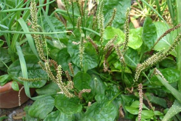 车前草能去湿气吗 车前草怎么喝去湿气 车前草能去湿气吗 车前草怎么喝去湿气