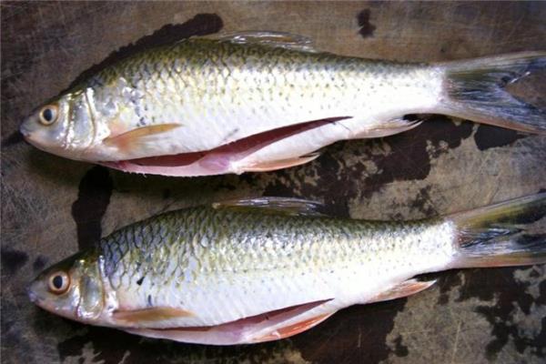 鲮鱼是什么鱼 鲮鱼是海鱼还是淡水鱼 鲮鱼是什么鱼 鲮鱼是海鱼还是淡水鱼