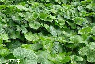 山葵是秋葵吗 我们不一样