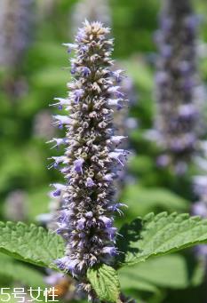 藿香是凉性还是热性？藿香是热性吗？