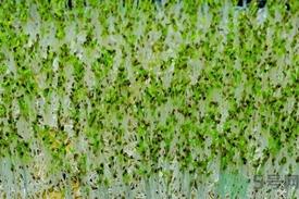 苜蓿芽是什么菜?苜蓿芽的功效与作用 苜蓿芽是什么菜?苜蓿芽的功效与作用