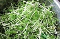 苜蓿芽是什么菜?苜蓿芽的功效与作用 苜蓿芽是什么菜?苜蓿芽的功效与作用