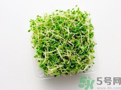 苜蓿芽是什么菜?苜蓿芽的功效与作用 苜蓿芽是什么菜?苜蓿芽的功效与作用