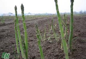 芦笋花能吃吗？芦笋上面的花能吃吗？