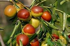 为什么煮冬枣的水是苦的？煮冬枣的水发苦还能吃吗？