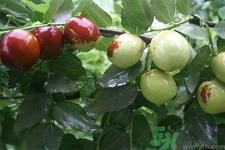 为什么煮冬枣的水是苦的？煮冬枣的水发苦还能吃吗？