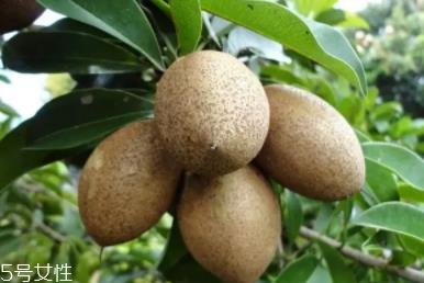 人心果多少钱一斤?稀有水果价格高 人心果多少钱一斤?稀有水果价格高