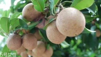 人心果多少钱一斤?稀有水果价格高 人心果多少钱一斤?稀有水果价格高