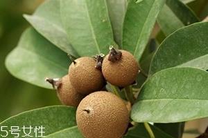 人心果多少钱一斤?稀有水果价格高 人心果多少钱一斤?稀有水果价格高