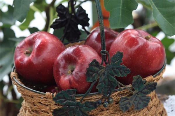 花牛苹果的皮可以吃吗 花牛苹果什么口感 花牛苹果的皮可以吃吗 花牛苹果什么口感