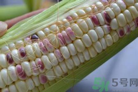 糯玉米的营养价值 糯玉米的功效与作用