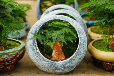 ​文竹怎么修剪，会开花吗