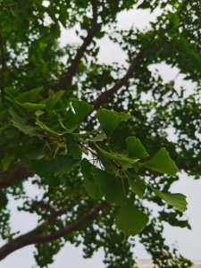 ​银杏的施肥方法