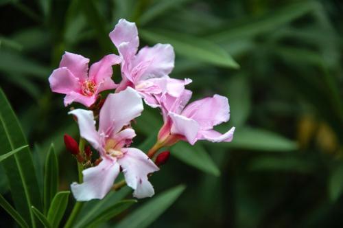 孩子是这三生肖,生来就是家中宝,长大后更能钱财双赢,享福一生