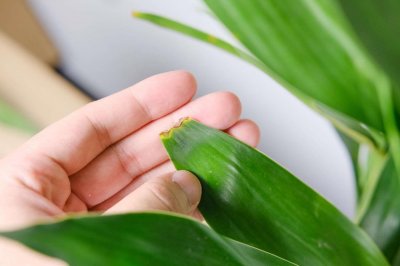 ​水养富贵竹怎么过冬天，富贵竹过冬干枯怎么救