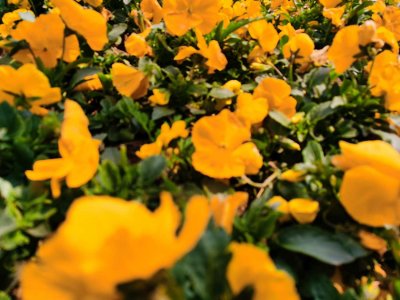 ​三色堇种子种植方法