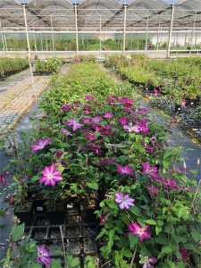 ​铁线莲的种植方法