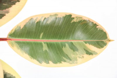 ​橡皮树有毒吗