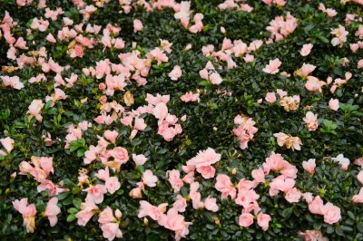 ​怎样给新买的杜鹃换盆，换盆最好在几月