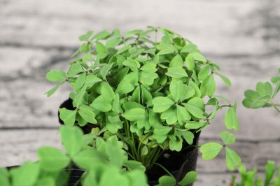 ​酢浆草种球怎么种