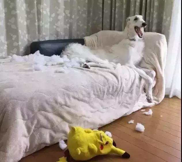 苏俄猎狼犬