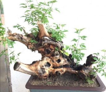 ​挖黄荆做盆景，栽植要注意这几个细节，才能提高成活率！