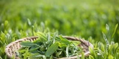 崇左十大特产你见过哪几种,八桂特产为你解读