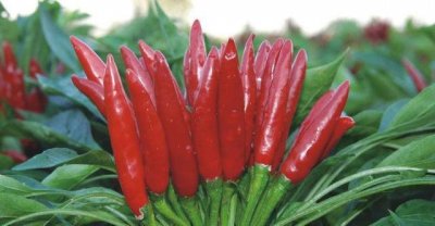 ​崇左十大特产你见过哪几种，八桂特产为你解读