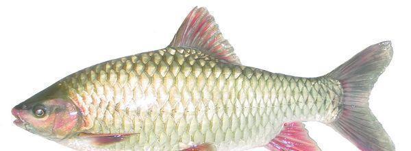 崇左十大特产你见过哪几种,八桂特产为你解读