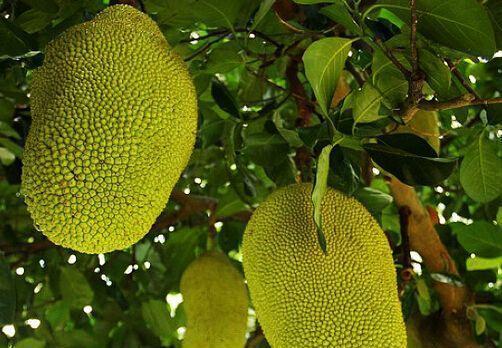 崇左十大特产你见过哪几种,八桂特产为你解读