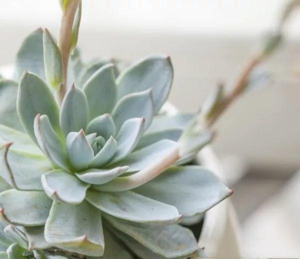 这几种多肉开花一定要小心，不及时处理，小心活不到明天！