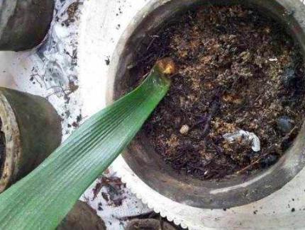 “高价”君子兰不用花钱买，老花匠摘下1片叶，就能养出1整盆