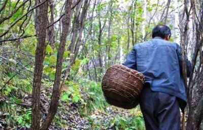 ​来五台山除了朝拜,亲自采摘一次台蘑,身心愉悦收获满满