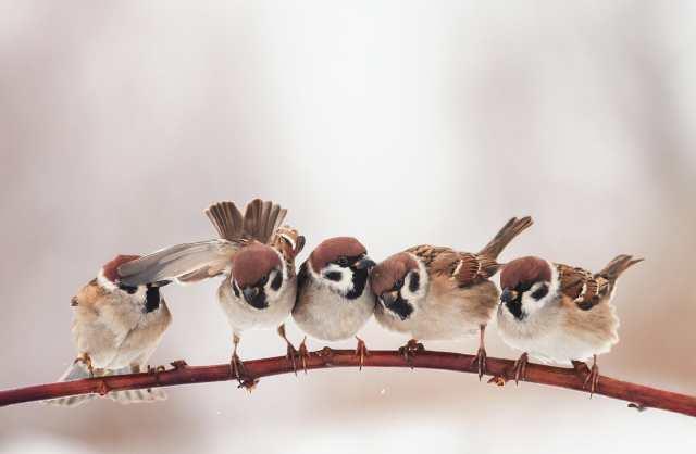 小小的麻雀也能人工养殖,养殖它们做什么?