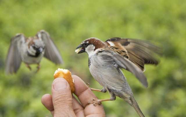 小小的麻雀也能人工养殖,养殖它们做什么?