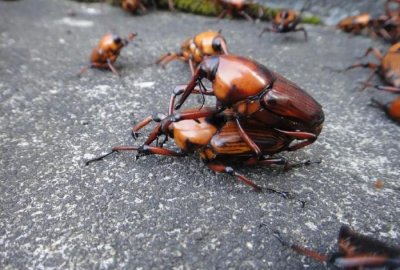 ​客家地区常见这种虫子，如今一斤可卖几十元！你吃过吗？