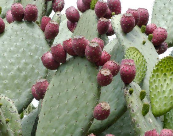 老大爷种植全是刺的“仙人掌果”，过去来喂牲畜，国外一斤80元