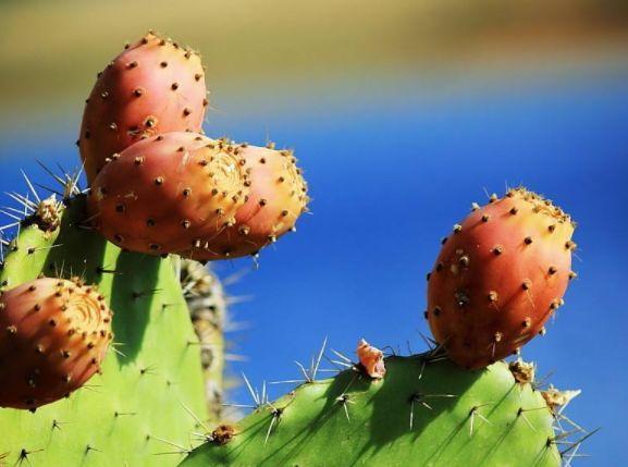 老大爷种植全是刺的“仙人掌果”，过去来喂牲畜，国外一斤80元