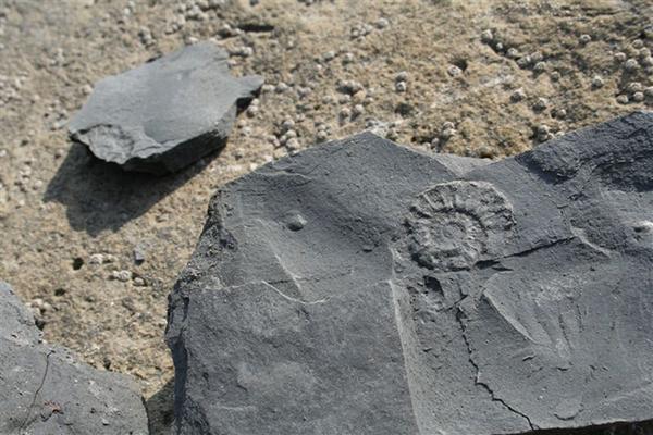 在英国侏罗纪海岸,“化石徒步”带你看1.85亿年的地球史