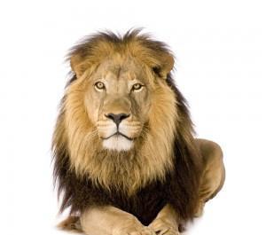 你会画狮子吗指导你一些简单办法来绘画一只狮子