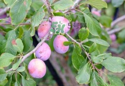 ​西梅是酸性还是碱性食物？西梅是甜的还是酸的