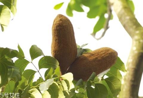 向天果什么时候吃 饭后半个小时服用