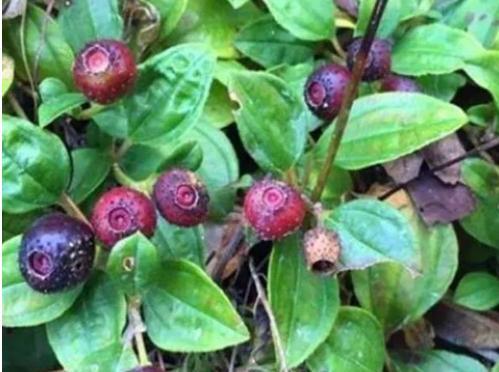 乡下一种不起眼的“地茄子”,农村娃都见过,没想到功效这么多